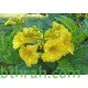 50 بذرة من بذور شجرة التيكوما ستانس- Tecoma Stans Seeds 50 بذرة من بذور شجرة التيكوما ستانس- Tecoma Stans Seeds