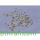 50 بذرة من بذور شجرة التيكوما ستانس- Tecoma Stans Seeds 50 بذرة من بذور شجرة التيكوما ستانس- Tecoma Stans Seeds