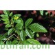 50 بذرة من بذور شجرة التيكوما ستانس- Tecoma Stans Seeds