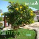 50 بذرة من بذور شجرة التيكوما ستانس- Tecoma Stans Seeds 50 بذرة من بذور شجرة التيكوما ستانس- Tecoma Stans Seeds