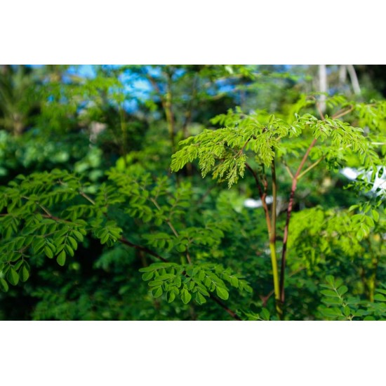 بذور شجرة المورينجا - moringa بذور شجرة المورينجا - moringa