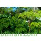 بذور شجرة المورينجا - moringa