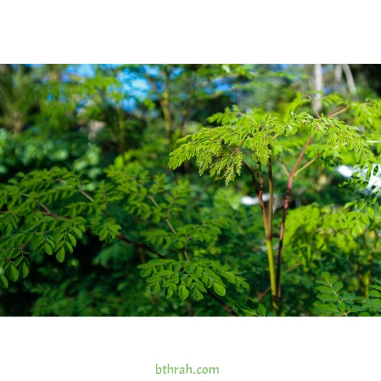 بذور شجرة المورينجا - moringa بذور شجرة المورينجا - moringa