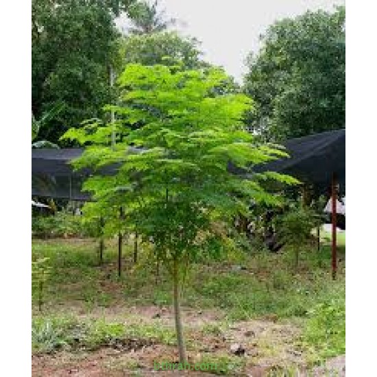 بذور شجرة المورينجا - moringa بذور شجرة المورينجا - moringa
