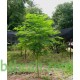 بذور شجرة المورينجا - moringa بذور شجرة المورينجا - moringa