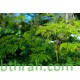 بذور شجرة المورينجا - moringa بذور شجرة المورينجا - moringa