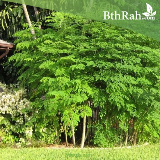 بذور شجرة المورينجا - moringa بذور شجرة المورينجا - moringa