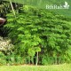 بذور شجرة المورينجا - moringa بذور شجرة المورينجا - moringa
