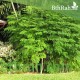 بذور شجرة المورينجا - moringa بذور شجرة المورينجا - moringa