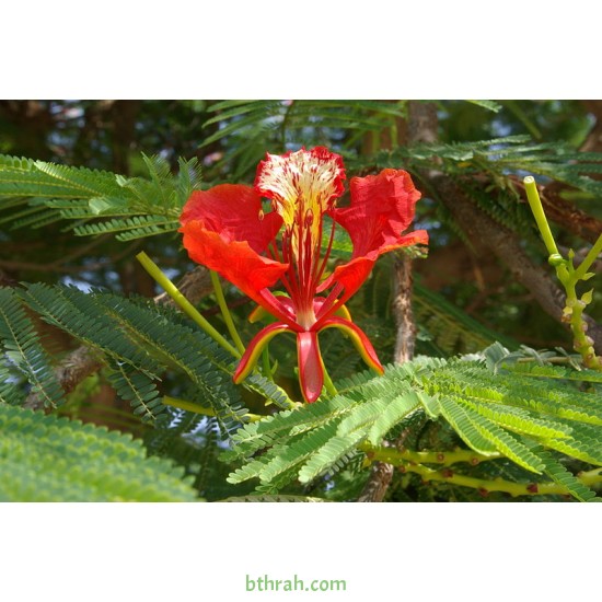 بذور شجرة البونسيانا الحمراء - Delonix regia بذور شجرة البونسيانا الحمراء - Delonix regia