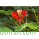 بذور شجرة البونسيانا الحمراء - Delonix regia بذور شجرة البونسيانا الحمراء - Delonix regia
