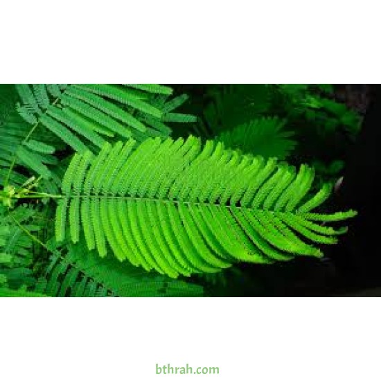بذور شجرة البونسيانا الحمراء - Delonix regia بذور شجرة البونسيانا الحمراء - Delonix regia