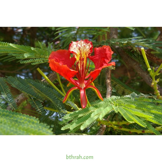 بذور شجرة البونسيانا الحمراء - Delonix regia بذور شجرة البونسيانا الحمراء - Delonix regia