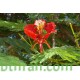 بذور شجرة البونسيانا الحمراء - Delonix regia بذور شجرة البونسيانا الحمراء - Delonix regia