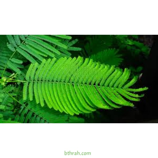 بذور شجرة البونسيانا الحمراء - Delonix regia بذور شجرة البونسيانا الحمراء - Delonix regia