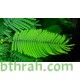 بذور شجرة البونسيانا الحمراء - Delonix regia بذور شجرة البونسيانا الحمراء - Delonix regia