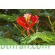 بذور شجرة البونسيانا الحمراء - Delonix regia بذور شجرة البونسيانا الحمراء - Delonix regia