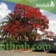 بذور شجرة البونسيانا الحمراء - Delonix regia