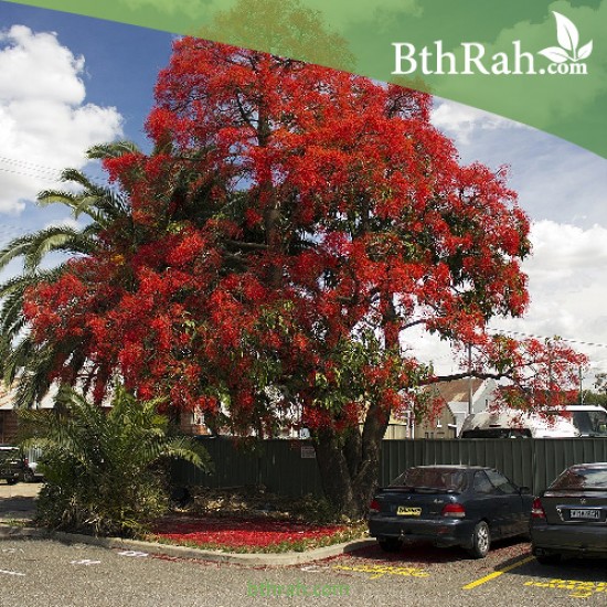 بذور شجرة البونسيانا الحمراء - Delonix regia بذور شجرة البونسيانا الحمراء - Delonix regia