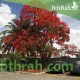 بذور شجرة البونسيانا الحمراء - Delonix regia بذور شجرة البونسيانا الحمراء - Delonix regia