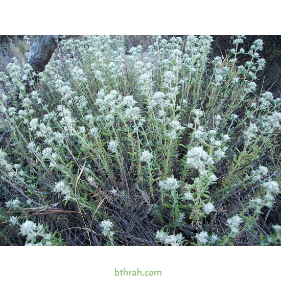 بذور الجعد - Teucrium polum بذور الجعد - Teucrium polum