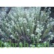 بذور الجعد - Teucrium polum بذور الجعد - Teucrium polum