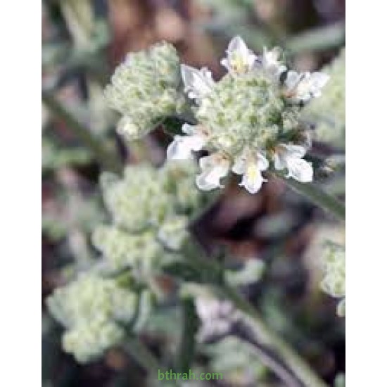 بذور الجعد - Teucrium polum بذور الجعد - Teucrium polum