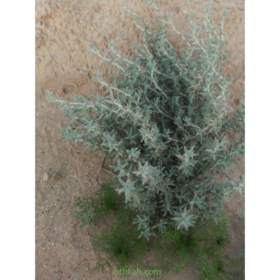 بذور الجعد - Teucrium polum بذور الجعد - Teucrium polum