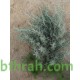 بذور الجعد - Teucrium polum بذور الجعد - Teucrium polum