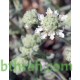 بذور الجعد - Teucrium polum بذور الجعد - Teucrium polum