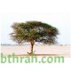 بذور شجرة السمر - Acacia tortilis بذور شجرة السمر - Acacia tortilis