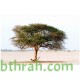 بذور شجرة السمر - Acacia tortilis بذور شجرة السمر - Acacia tortilis