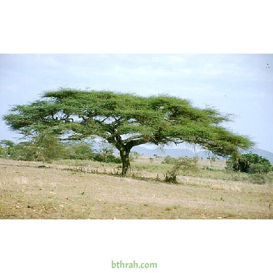 بذور شجرة السمر - Acacia tortilis بذور شجرة السمر - Acacia tortilis