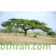 بذور شجرة السمر - Acacia tortilis