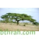 بذور شجرة السمر - Acacia tortilis بذور شجرة السمر - Acacia tortilis