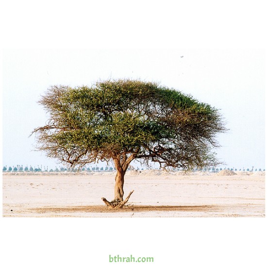 بذور شجرة السمر - Acacia tortilis بذور شجرة السمر - Acacia tortilis