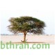 بذور شجرة السمر - Acacia tortilis
