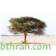 بذور شجرة السمر - Acacia tortilis بذور شجرة السمر - Acacia tortilis