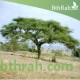 بذور شجرة السمر - Acacia tortilis بذور شجرة السمر - Acacia tortilis