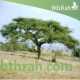 بذور شجرة السمر - Acacia tortilis بذور شجرة السمر - Acacia tortilis