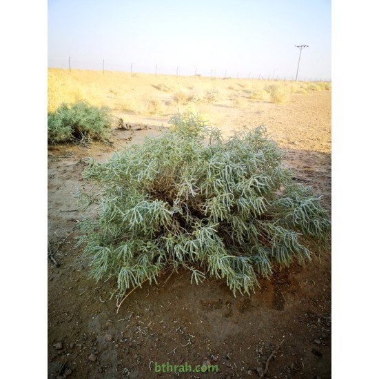 بذور نبات العجرم Anabasis lachnantha