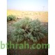 بذور نبات العجرم Anabasis lachnantha
