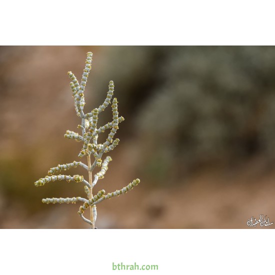 بذور نبات العجرم Anabasis lachnantha