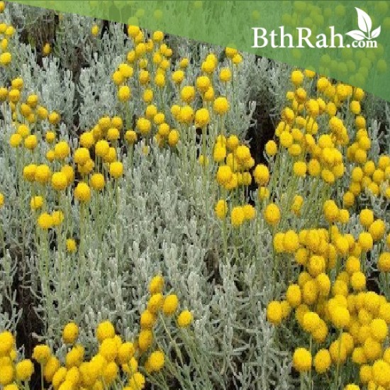 بذور عشبة القيصوم - Achillea fragrantissima بذور عشبة القيصوم - Achillea fragrantissima