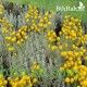بذور عشبة القيصوم - Achillea fragrantissima بذور عشبة القيصوم - Achillea fragrantissima