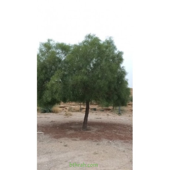 بذور شجرة السنط الملحي -  Acacia ampliceps 