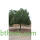 بذور شجرة السنط الملحي -  Acacia ampliceps 