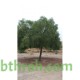 بذور شجرة السنط الملحي - Acacia ampliceps بذور شجرة السنط الملحي - Acacia ampliceps