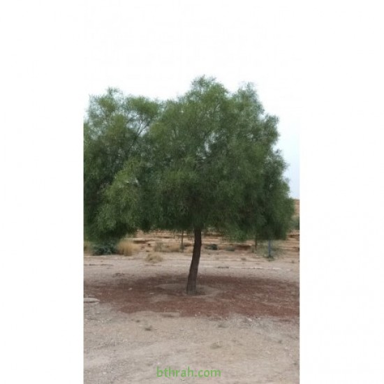بذور شجرة السنط الملحي - Acacia nilotica subsp بذور شجرة السنط الملحي - Acacia nilotica subsp
