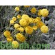 بذور شجرة السنط الملحي -  Acacia ampliceps 